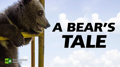 A Bear's Tale | Can a bear become a pet? | RT Documentary
