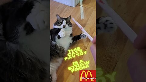 Cat's Favorite Toy Is A Straw From McDonald's [Sauces Reactions]