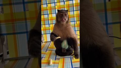 Snack time on the porch! #snacks #cheese #gaitlynrae #porch #monkey #capuchin #shorts