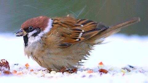 Rough Looking Eurasian Tree Sparrow Dominates the Snowy Winter Feeding Scene