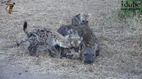 Interacting With Hyenas At The Den