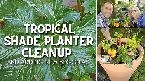 Tropical Shade Planter Cleanup + New Begonias! 🌴😀