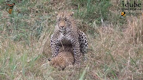 WILDlife: Leopards Pairing In The Reeds