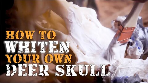 How to Whiten Your Own Deer Skull