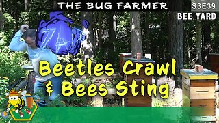 Beetles Crawl and Bees Sting - Front row hive inspections. #beekeeping #bee