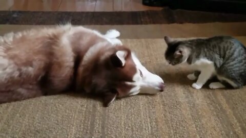 Husky gets bullied by a Cat #dog #cat #funny