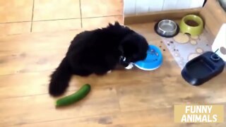 猫 VS きゅうり かわいい猫おもしろい猫【海外猫動画集】Cat VS Cucumber Cute and Funny Cat MEMES【No 12】