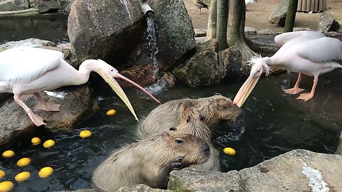 Capybara Panic Catastrophe