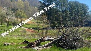 Saving a 100 year Old Apple Tree - Bellflower