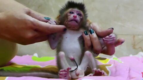 FRESHLY POACHED baby monkeys for videos