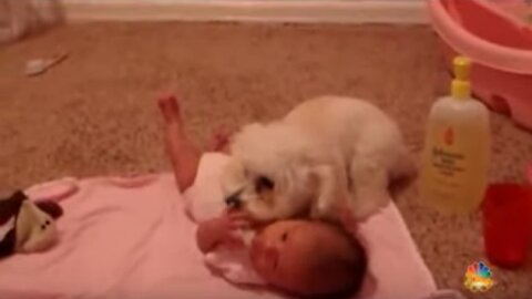 Loving Puppy Shields Baby from Blow Dryer with Adorable Care