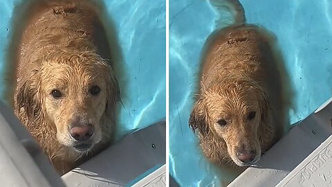 Dog Doesn't Want To Leave The Pool