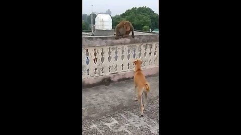 Monkey 🐒 Dog 🐕 Funny introduction 😅😅😅