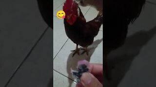 Galo Come Pitaya Branca A Fruta do Dragão das minha plantação kkkk