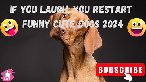 If You Laugh, You RESTART | Funny Cute Dogs 2024