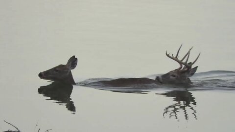 EPIC ILLINOIS WILDLIFE VIDEO BUCK RUT, DOE AND COYOTES!