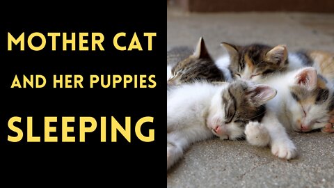 Cats - kittens sleeping with their mother