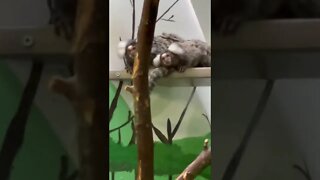 Cute Marmoset Monkeys