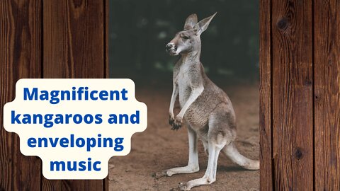 Magnificent kangaroos and enveloping music