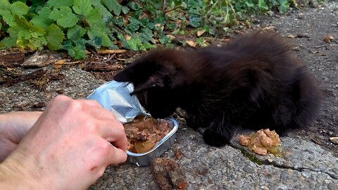 Hungry Stray Cats Meet up With the Food Lady - Feeding Stray Cats
