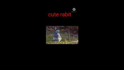 Cute rabit