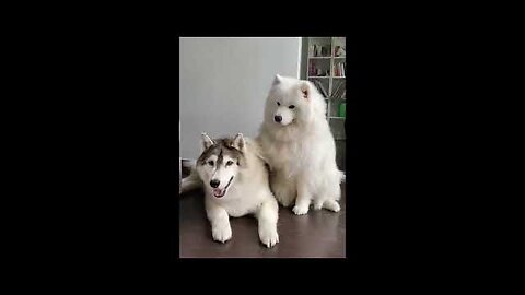 New Funny Animals Dogs cat Videos 🐱