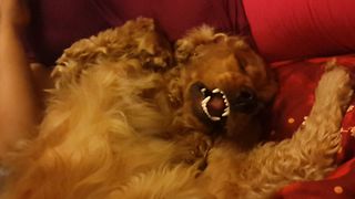 Dog Falls Asleep In The Funniest Way