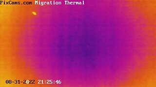 Fall Night Bird Migration - 8/31/2022 @ 21:25 Large Bird at Low Altitude - slow motion