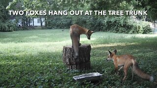 Two Foxes Hang Out At The Tree Trunk