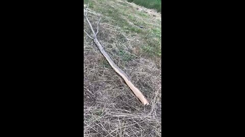 Part 2 of felling first Black Locust post