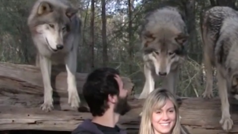 The Seacrest Wolf Sanctuary In Florida Is One-Of-A-Kind And Simply Amazing