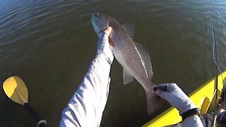 Redfish at 1,000 Islands, Florida With A Fly Rod