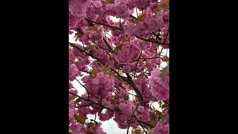 Blossom the beautiful tree #waterfalls #viewpoint #waterfallsounds