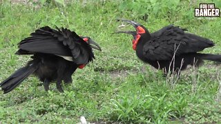 Southern Ground Hornbills | Kruger National Park