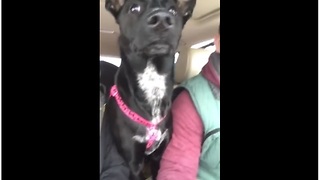 Dog Loses Her Mind Upon Realizing She's At The Dog Park