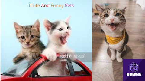 💗Cute And Funny Pets