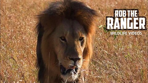 Longface The Lion | Nomadic Male Lion | Maasai Mara Safari | Zebra Plains