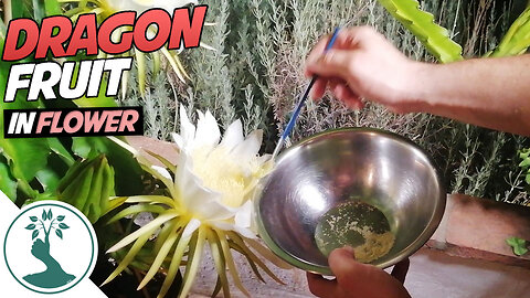 Pollinating Dragon Fruit Flowers - My Dragon Fruit in Flower