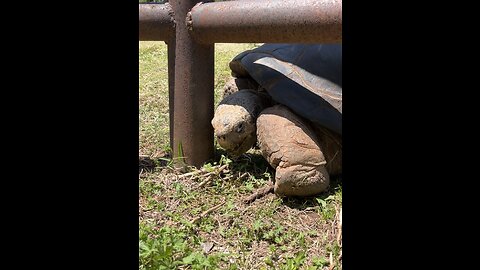 Alcedo Giant-Tortoise