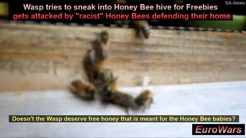 Honey Bees Protect Their Hives & Honey From Intruding Bumble Bees & Wasps, So Are They “Racist” Too?
