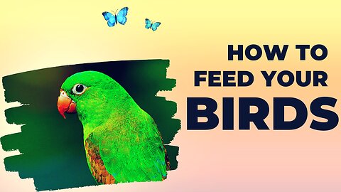 How to feed your birds 🐦