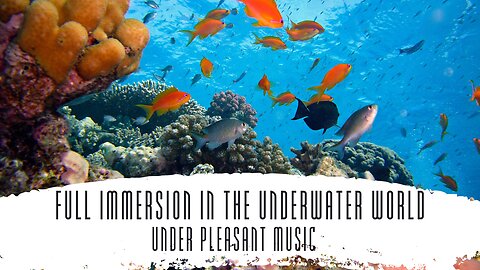 Full immersion in the underwater world in 4K format | FULL DIVE | 4K FORMAT |