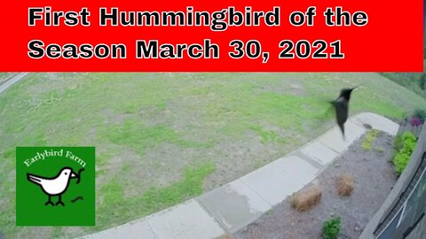 First Hummingbird Spotted in 2021 | #shorts