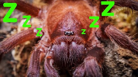 Do Tarantulas Sleep? #shorts