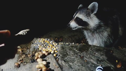 Feeding Rackette Racoon