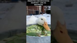 é assim que o pato come