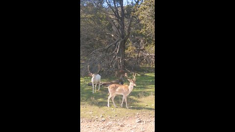 Beautiful white Fallow Buck