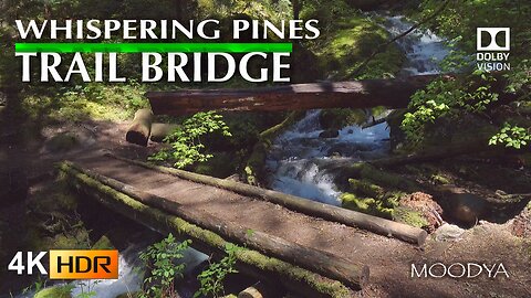 4K HDR Videos in Nature - Along The Trail at Whispering Pines Creek - Soul Soothing Ambience