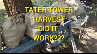 Potato tower harvest: Tater tower did it work?