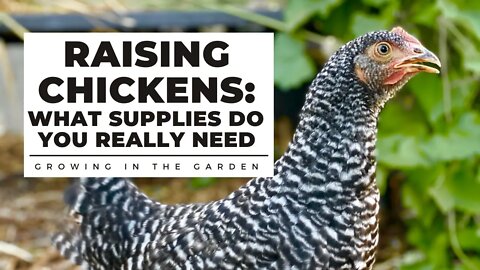 RAISING CHICKENS: WHAT SUPPLIES do you REALLY NEED?